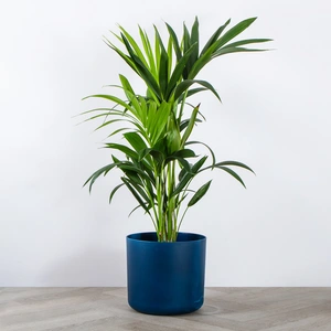 Elho Ocean Collection Blue (Pot Size 22cm) Indoor Plant Pot Cover - image 3