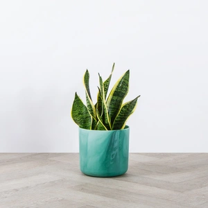 Elho Ocean Collection Green (Pot Size 22cm) Indoor Plant Pot Cover - image 8