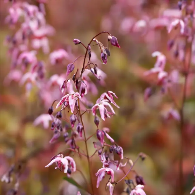 Epimedium Asiatic Hybrid (Pot Size 3L) Barrenwort - image 1