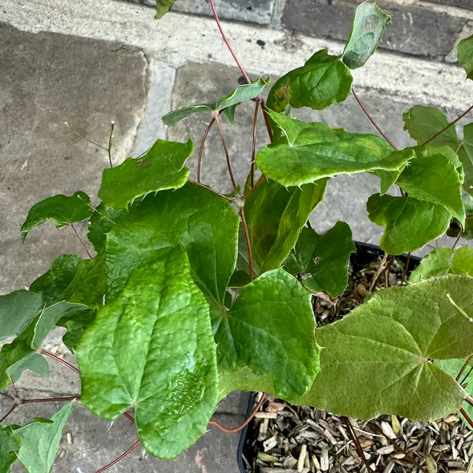 Epimedium Asiatic Hybrid (Pot Size 3L) Barrenwort - image 3