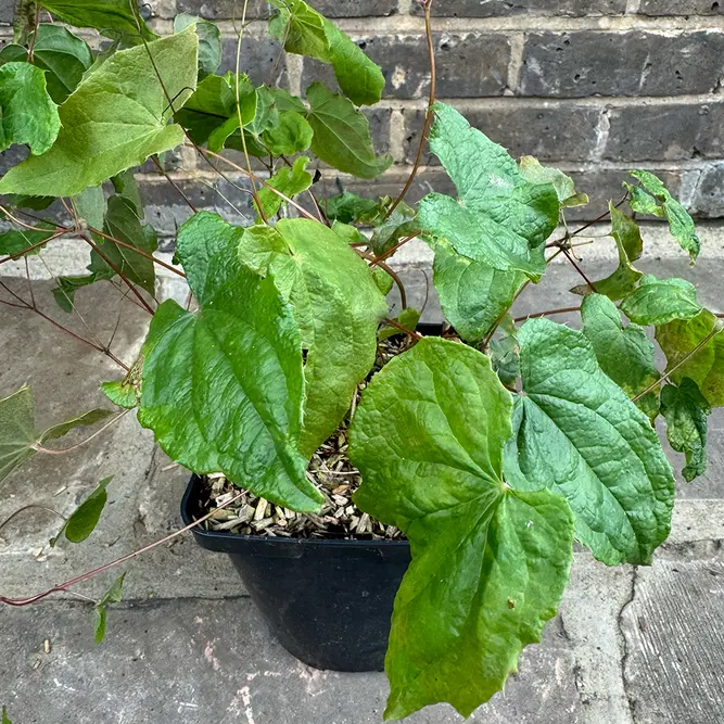 Epimedium Asiatic Hybrid (Pot Size 3L) Barrenwort - image 4