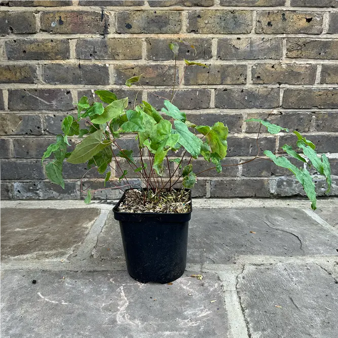 Epimedium Asiatic Hybrid (Pot Size 3L) Barrenwort - image 5