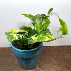 Epipremnum aureum 'Golden Pothos'(Pot Size 12cm)