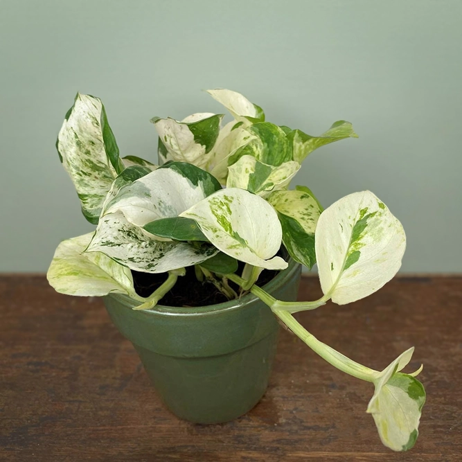 Epipremnum aureum 'Happy Leaf' (Pot Size 12cm) Manjula pothos / Pothos happy leaf - image 1