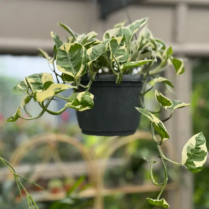 Epipremnum aureum 'N'Joy' (Hanging Pot Size 15cm) N'Joy devils ivy - image 1