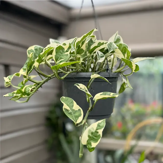 Epipremnum aureum 'N'Joy' (Hanging Pot Size 15cm) N'Joy devils ivy - image 2