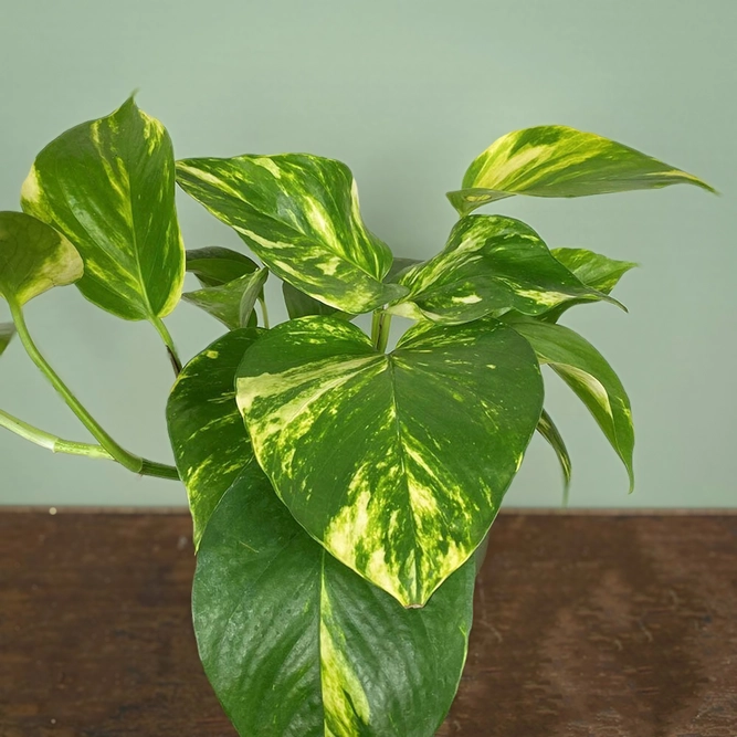 Epipremnum aureum (Pot Size 12cm) Devil's Ivy - image 1