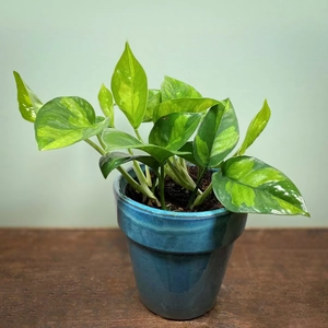 Epipremnum pinnatum 'Global Green' (Pot Size 12cm)  Pothos 'Global Green' - image 1