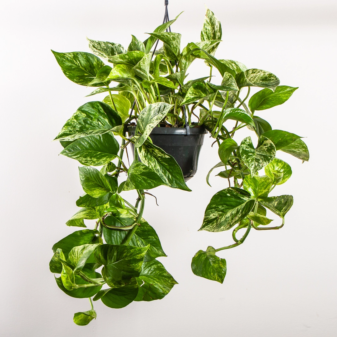 Epipremnum pinnatum 'Marble Queen' (Hanging Pot 15cm) Devil's ivy ...