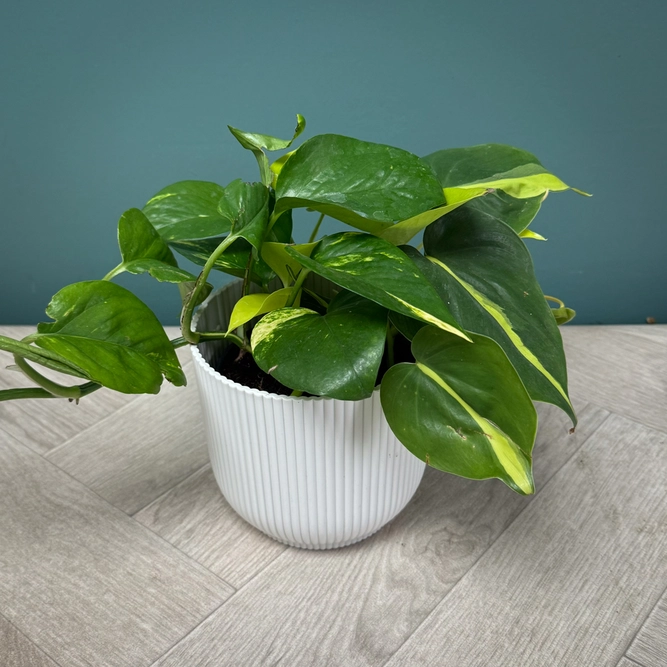 Epipremnum pinnatum 'Tricolour' (Pot Size 12cm)  Pothos 'Tricolour' - image 2