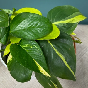 Epipremnum pinnatum 'Tricolour' (Pot Size 12cm)  Pothos 'Tricolour' - image 3