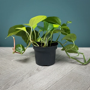 Epipremnum pinnatum 'Tricolour' (Pot Size 12cm)  Pothos 'Tricolour' - image 4