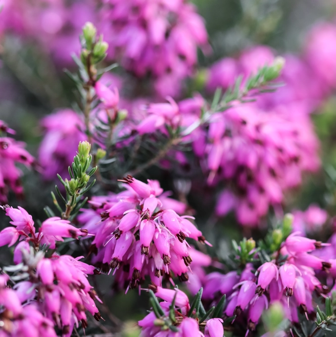 Erica × darleyensis 'Darley Dale' (Pot Size 12cm) Pink Heather