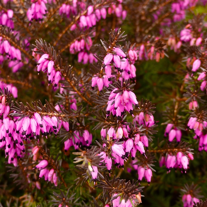 Erica × darleyensis ‘Kramer’s Red’ (Pot Size 12cm) Kramer’s Red Heath