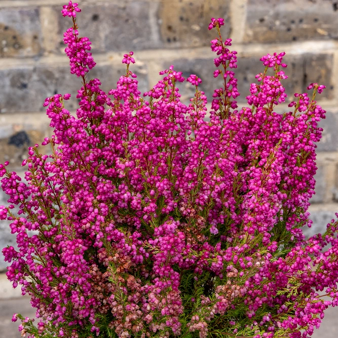 Erica Gracilis Red (Pot Size 12cm) Red Heather - image 1