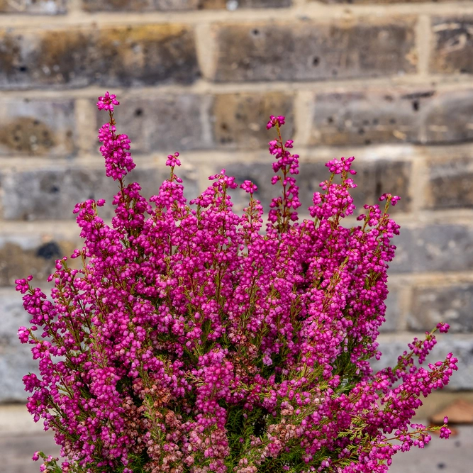 Erica Gracilis Red (Pot Size 12cm) Red Heather - image 2