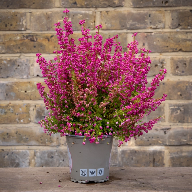 Erica Gracilis Red (Pot Size 12cm) Red Heather - image 3