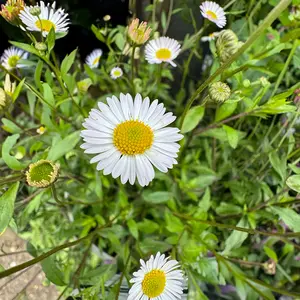 Erigeron Glaucus 'Sea of Blossom' (Pot Size 3L) - image 1