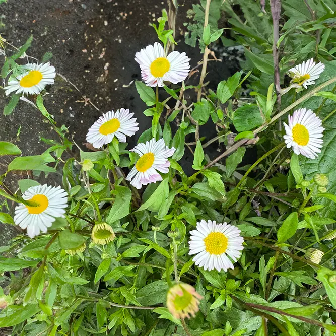 Erigeron Glaucus 'Sea of Blossom' (Pot Size 3L) - image 2