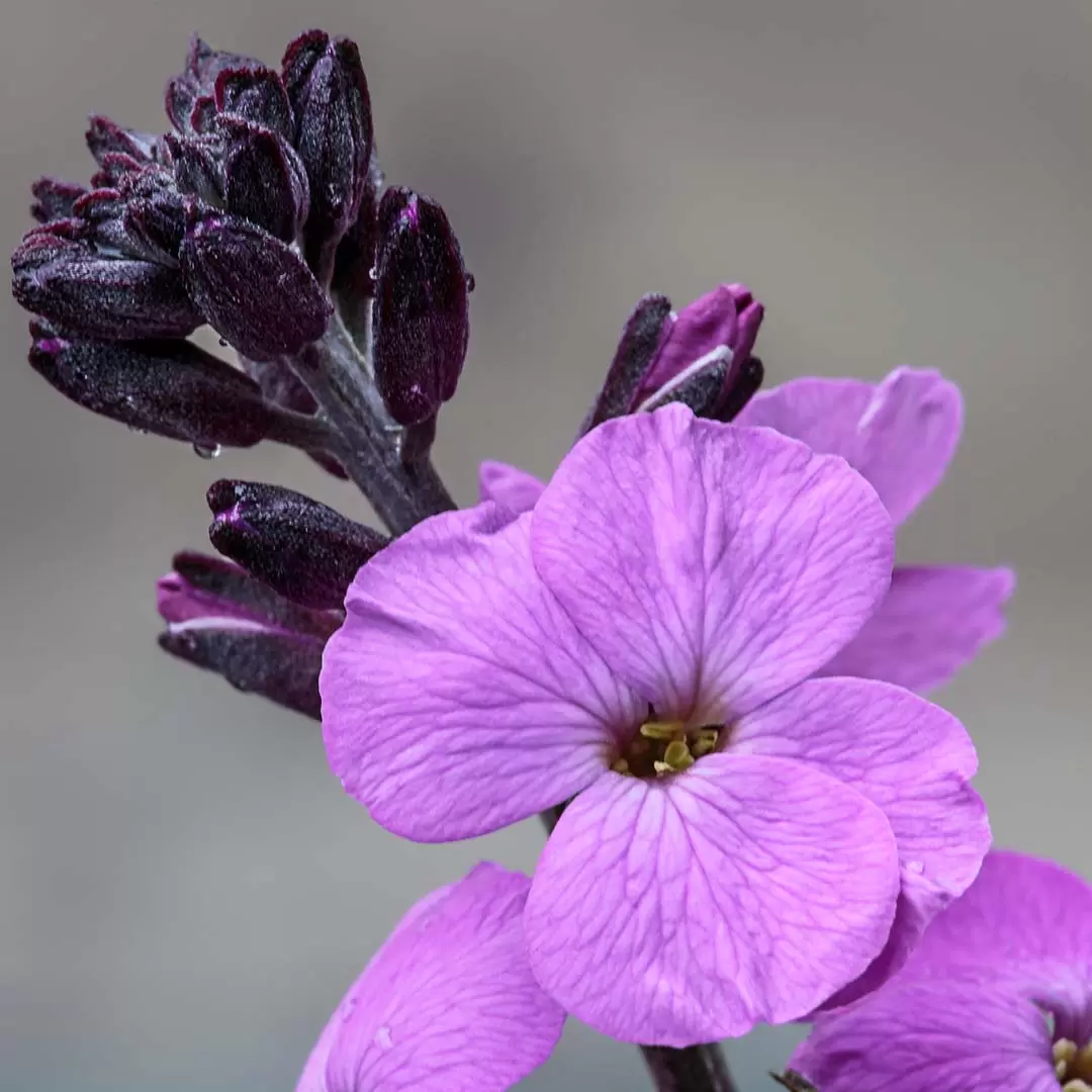 Erysimum 'Bowles Mauve' (Pot Size 2L) - Perennial Wallflower - The Boma ...