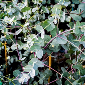 Eucalyptus gunnii ‘Azura’ (Pot Size 3L) Cider Gum - image 2