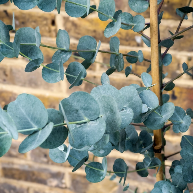 Eucalyptus gunnii ‘Azura’ (Pot Size 3L) Cider Gum - image 1