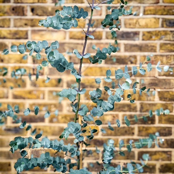 Eucalyptus gunnii ‘Azura’ (Pot Size 3L) Cider Gum - image 3