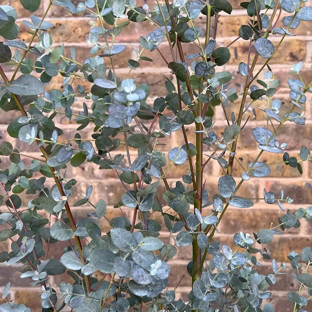 Eucalyptus gunnii (Pot Size 5L) - Cider Gum - The Boma Garden Centre