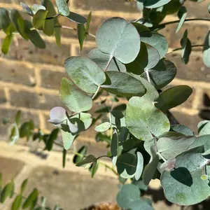 Eucalyptus gunnii 'Silver Dollar' (Pot Size 4L) Cider Gum Tree - image 2