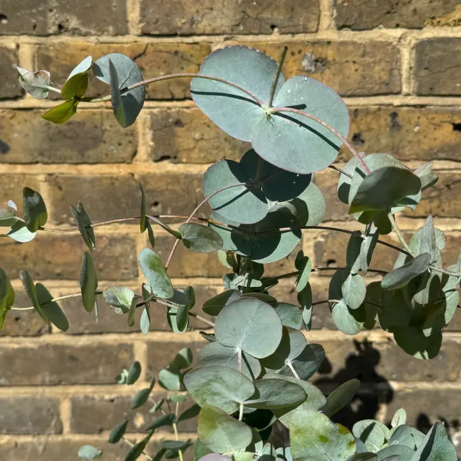 Eucalyptus gunnii 'Silver Dollar' (Pot Size 4L) Cider Gum Tree - image 1