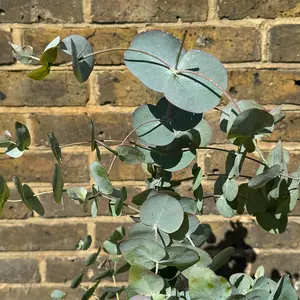 Eucalyptus gunnii 'Silver Dollar' (Pot Size 4L) Cider Gum Tree - image 1