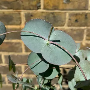 Eucalyptus gunnii 'Silver Dollar' (Pot Size 4L) Cider Gum Tree - image 3