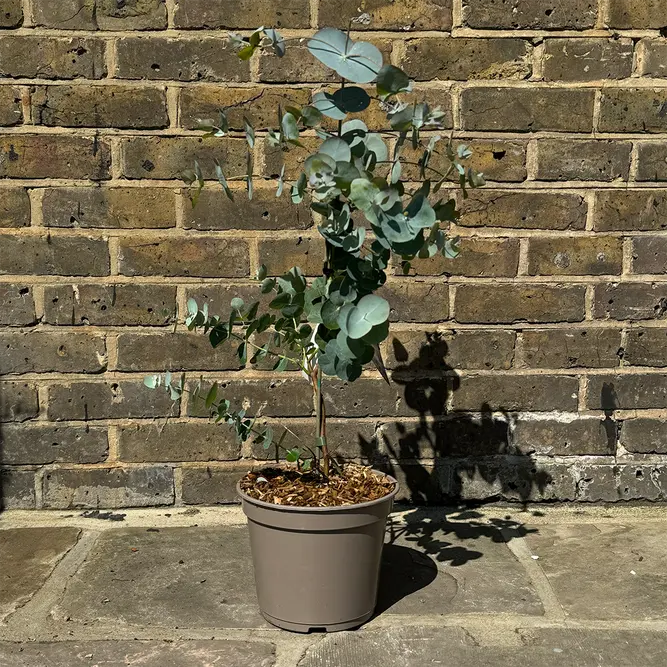 Eucalyptus gunnii 'Silver Dollar' (Pot Size 4L) Cider Gum Tree - image 4