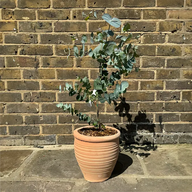 Eucalyptus gunnii 'Silver Dollar' (Pot Size 4L) Cider Gum Tree - image 5