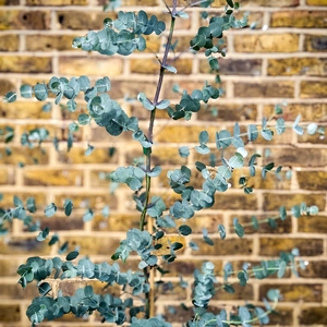 Eucalyptus gunnii ‘Silverana’ (Pot Size 4L) Silver Cider Gum - image 3