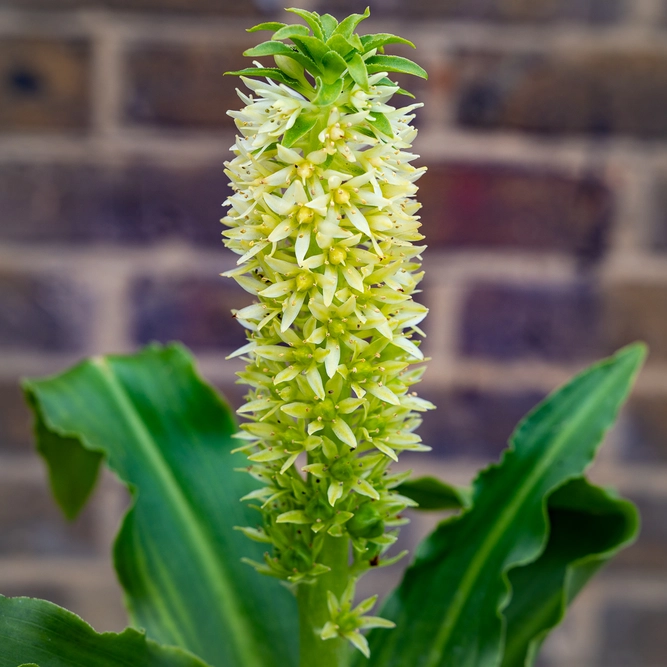 Eucomis ‘Aloha Maui’ (Pot Size 1.5L) Aloha Maui Pineapple Lily  Perennial Yarrow - image 1