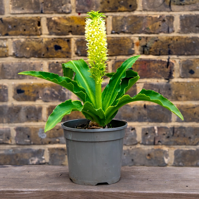 Eucomis ‘Aloha Maui’ (Pot Size 1.5L) Aloha Maui Pineapple Lily  Perennial Yarrow - image 2