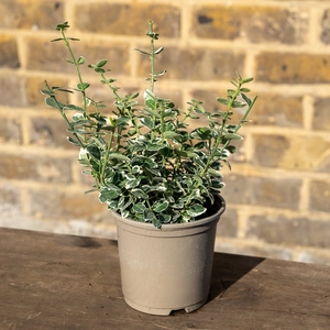 Euonymus fortunei 'Emerald Gaiety' (Pot Size 30cm) - Spindle - image 2