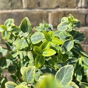 Euonymus fortunei 'Emerald n Gold' (Pot Size 13cm) - Fortune's Spindle - image 1