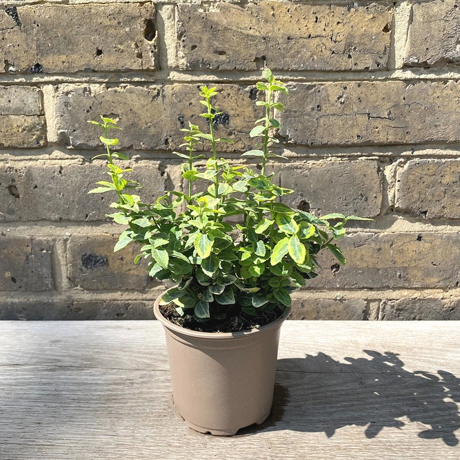 Euonymus fortunei 'Emerald n Gold' (Pot Size 11cm) - Fortune's Spindle - image 2