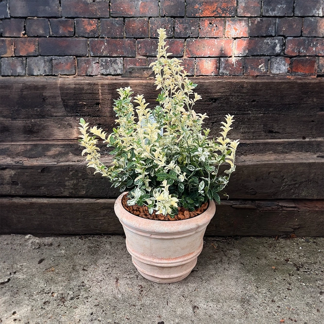 Euonymus fortunei 'Harlequin' (Pot Size 3L) - image 1