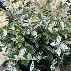 Euonymus fortunei 'Harlequin' (Pot Size 3L) - image 2