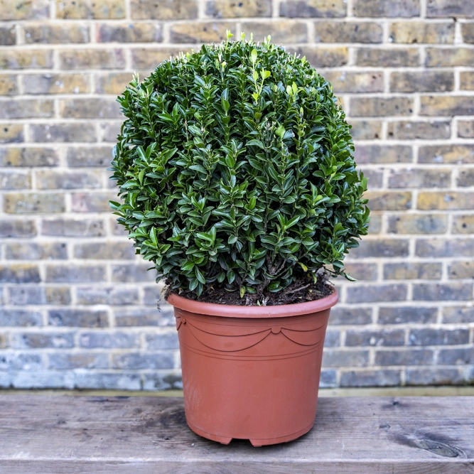 Euonymus 'Green Spire' Ball (Pot Size 10L) - image 1