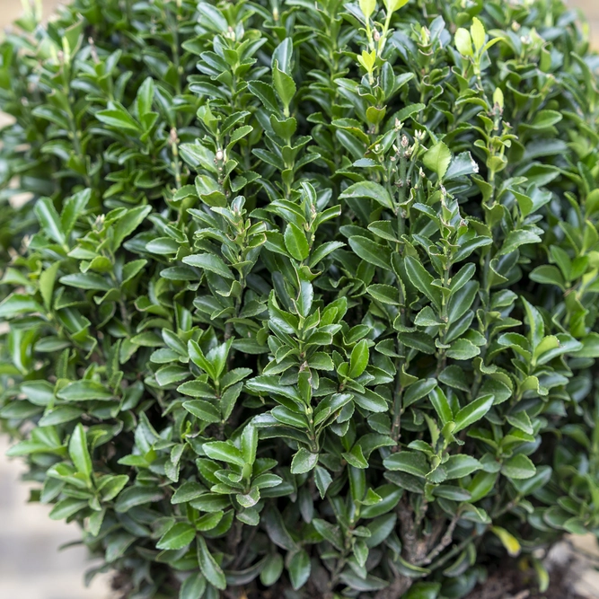 Euonymus 'Green Spire' Ball (Pot Size 10L) - image 2