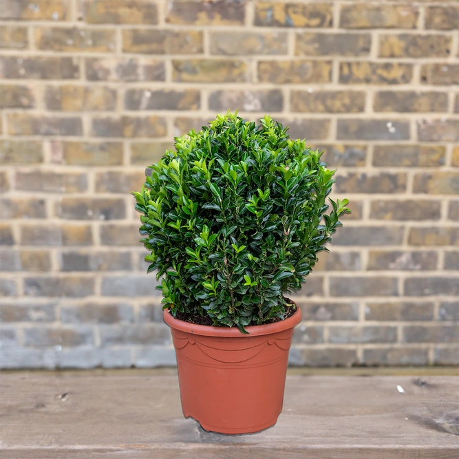 Euonymus 'Green Spire' Ball (Pot Size 2L) - image 1