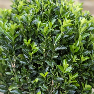 Euonymus 'Green Spire' Ball (Pot Size 2L) - image 2