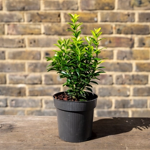 Euonymus japonicus ‘Aureovariegatus’ (Pot Size 9cm) - Japanese Spindle - image 1