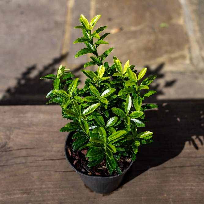 Euonymus japonicus ‘Aureovariegatus’ (Pot Size 9cm) - Japanese Spindle - image 2