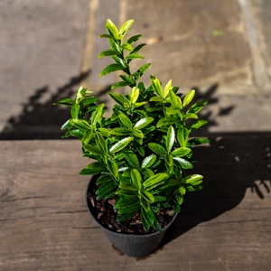 Euonymus japonicus ‘Aureovariegatus’ (Pot Size 9cm) - Japanese Spindle - image 2