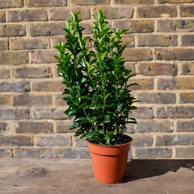 Euonymus japonicus 'Green Spider' (Pot Size 9cm) Japanese Spindle - image 1